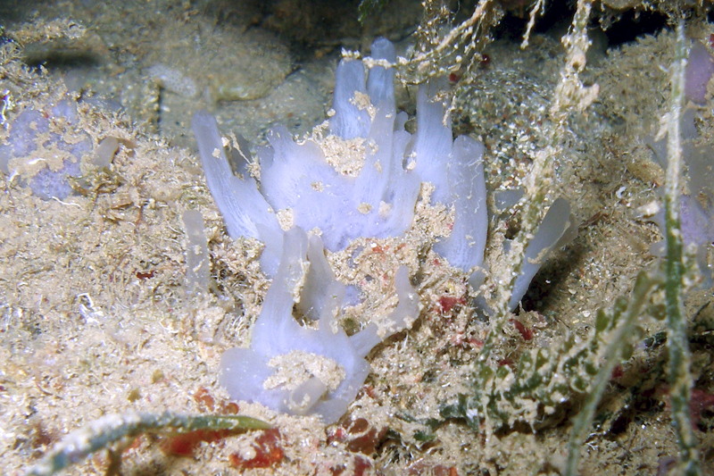 Sponge from Cyprus